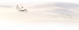 中國(guó)風(fēng)簡(jiǎn)約藥材背景素材