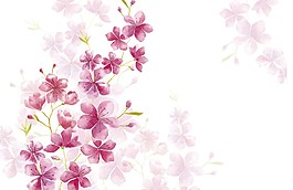 粉色唯美樱花植物插画