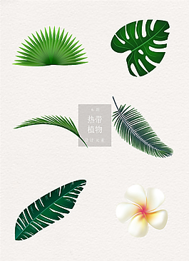 素材熱帶植物ai矢量元素