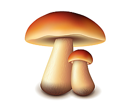 矢量蘑菇元素