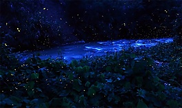 夜蟲向晚天音效素材