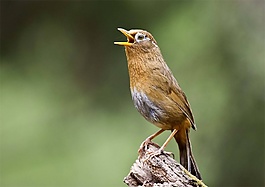 鳥鳴音效素材