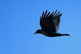 有翼黑色的鸟叫声音素材