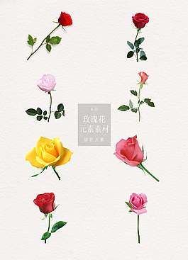 简约的独枝玫瑰花元素素材