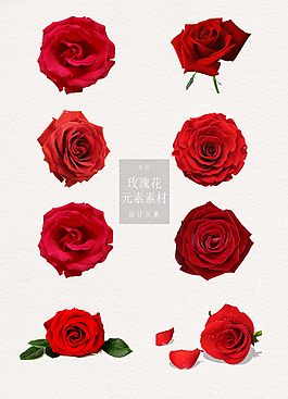 精美的玫瑰花花朵元素素材