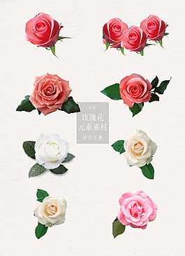 精美的玫瑰花花朵元素素材