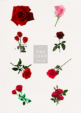 情人节装饰玫瑰花素材