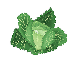 矢量清新綠色有機(jī)包菜