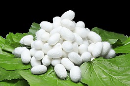 蚕丝png素材