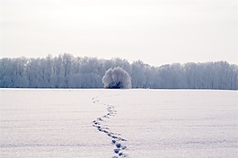 走在茫茫雪地腳步聲音效素材