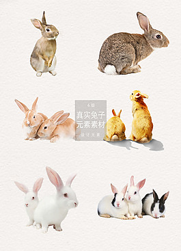 可愛(ài)多色的兔子png素材