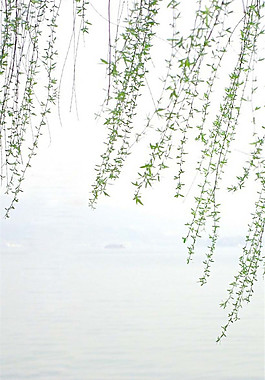 簡約夏至柳條海報背景素材