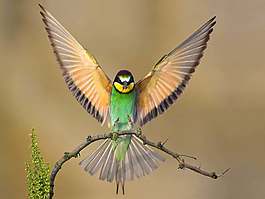 鳥鳴聲音效素材