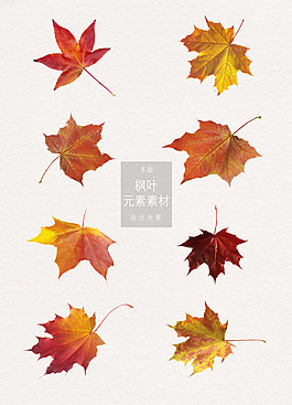 秋天里的楓葉實(shí)物素材