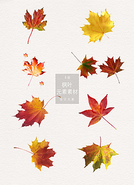 秋天楓葉落葉png素材