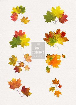 多個(gè)楓葉組合免扣素材