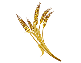 矢量手绘成熟的小麦