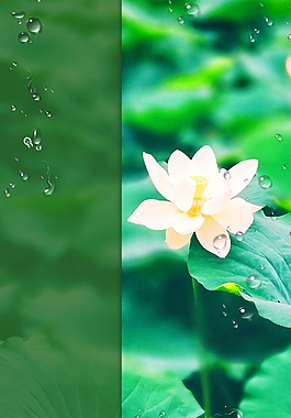 小暑荷花蓮葉水珠海報(bào)背景設(shè)計(jì)