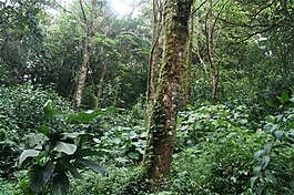 热带雨林动物音效素材