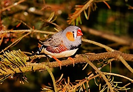英國鳥類音效素材