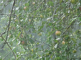 雨落在樹葉上音效素材