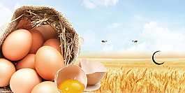 新鲜农场鸡蛋广告背景