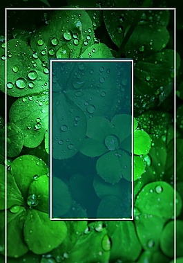 夏日雨后水滴四叶草绿色背景素材