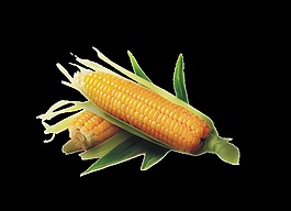 玉米糧食素材設計元素圖案