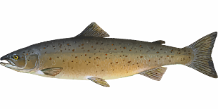 魚