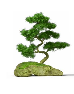 松树