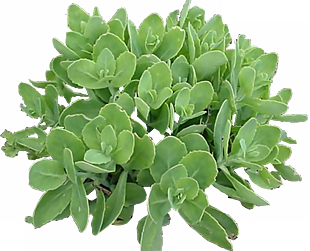 八寶