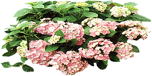 繡球