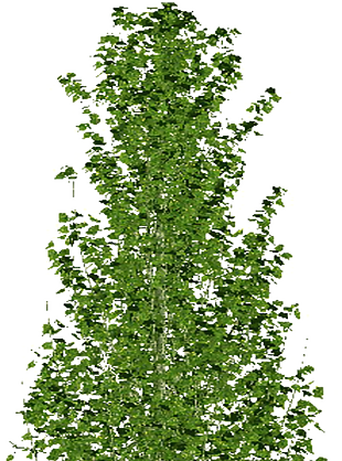钻天杨