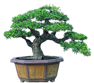 松树