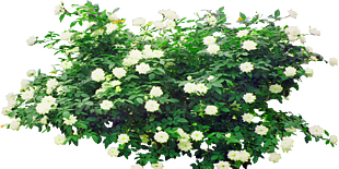 白玫瑰