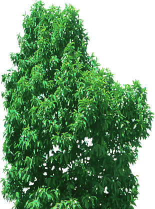 白玉兰