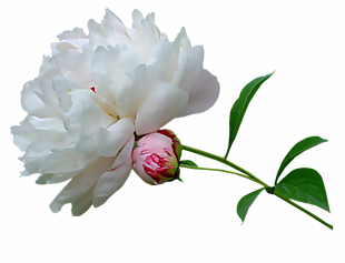 牡丹花