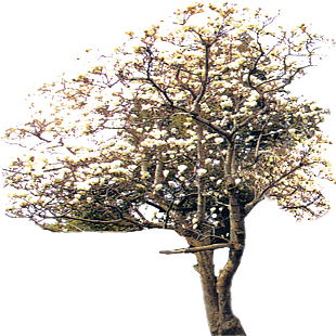 白玉兰