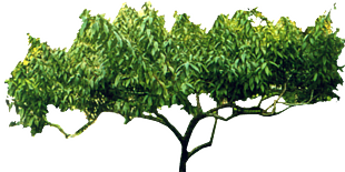 碧桃