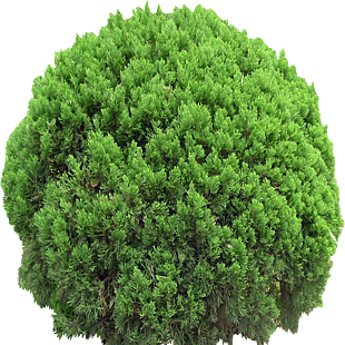 千头柏