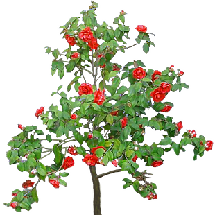 茶花