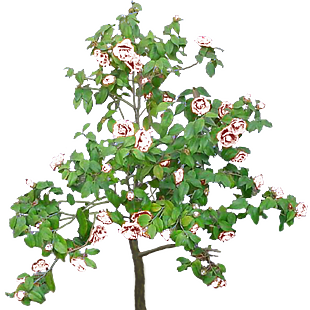 茶花