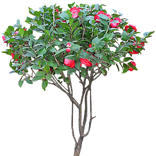 茶花