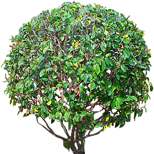 茶花