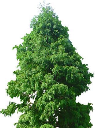 杉树