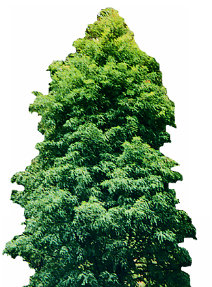 杉树