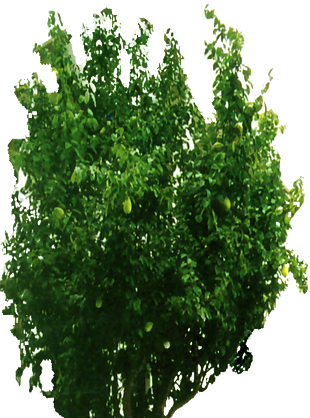 木瓜