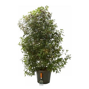 紅葉石楠