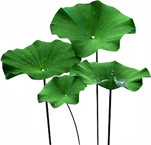 荷葉
