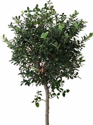 果樹